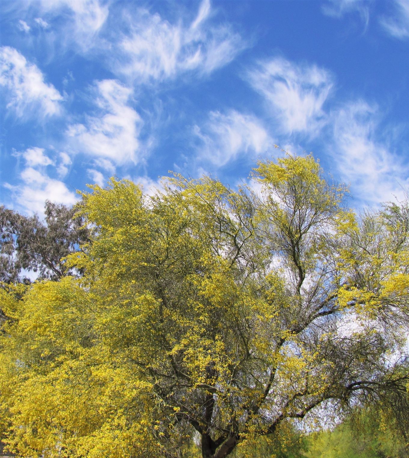 Palo verde tree
